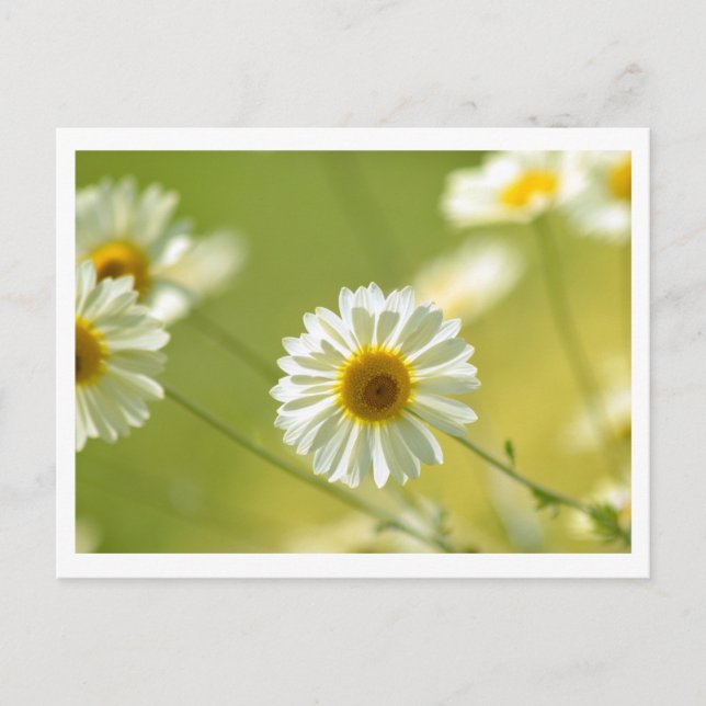 Sommartidskort Vykort (Framsida)