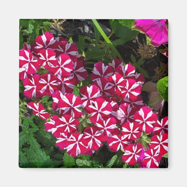 sommarträdgård magnet (Framsidan)