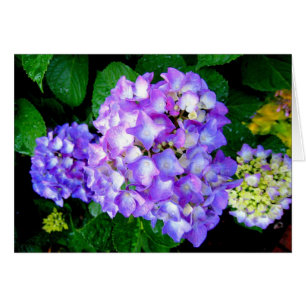 Sommarvanlig hortensia hälsningskort