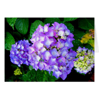 Sommarvanlig hortensia hälsningskort