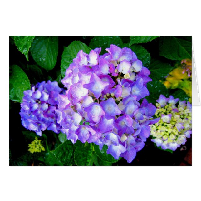 Sommarvanlig hortensia hälsningskort (Framsidan Horizontal)