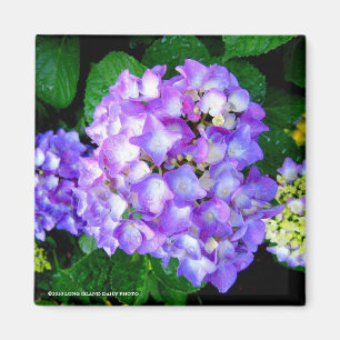 Sommarvanlig hortensia magnet