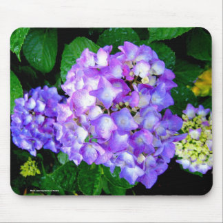 Sommarvanlig hortensia musmatta