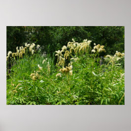 Sommarväxter i parken poster