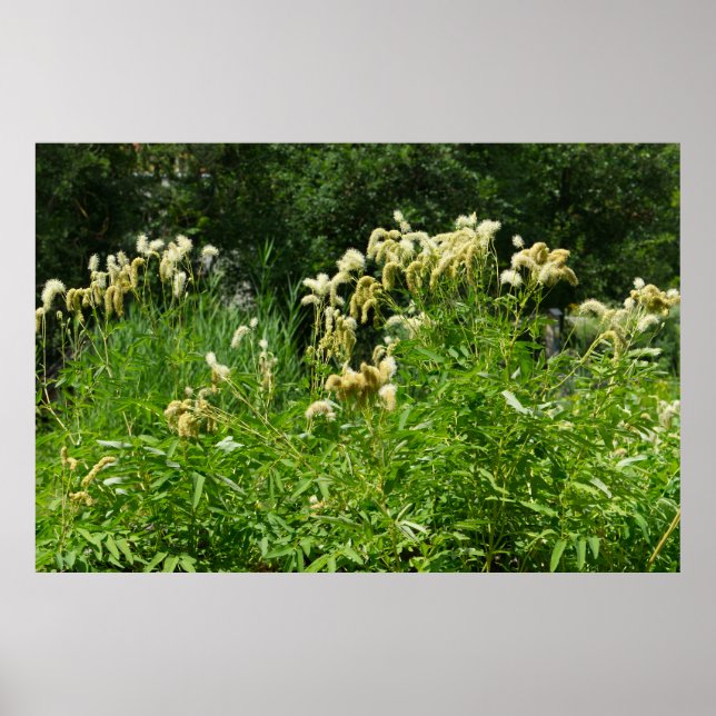 Sommarväxter i parken poster (Framsidan)