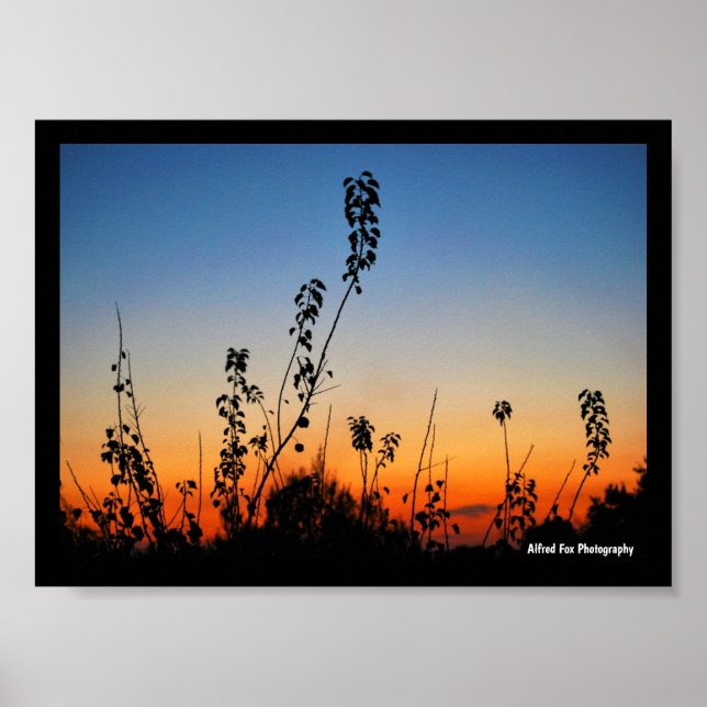 Sommarväxtsilhuetter Poster (Framsidan)