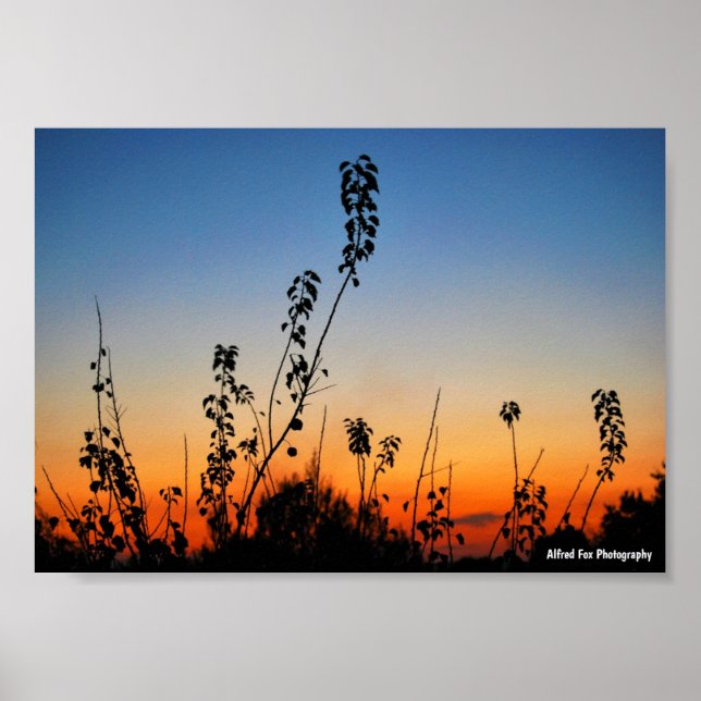 Sommarväxtsilhuetter Poster (Framsidan)