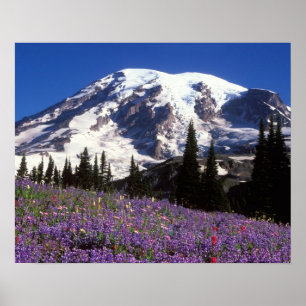 sommarvildblommor vid foten av Mount Rainier, 2 Poster
