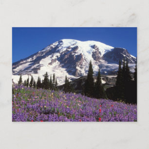 sommarvildblommor vid foten av Mount Rainier, 2 Vykort