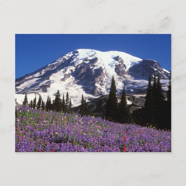 sommarvildblommor vid foten av Mount Rainier, 2 Vykort (Framsida)