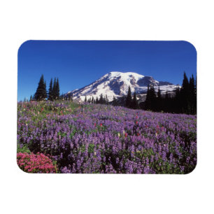 sommarvildblommor vid foten av Mount Rainier, Magnet
