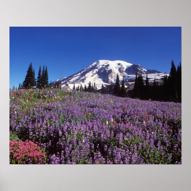 sommarvildblommor vid foten av Mount Rainier, Poster (Framsidan)