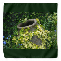 Sommarvinet Ivy på potteri