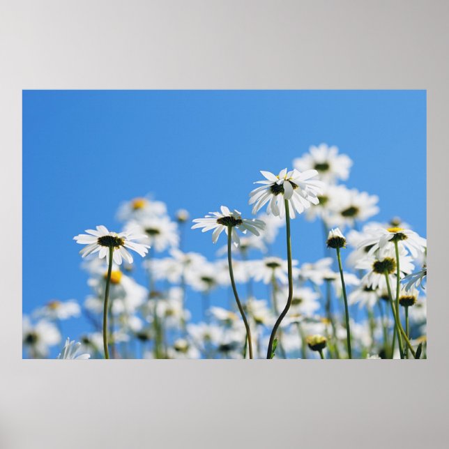 Sommarvitt Poster (Framsidan)