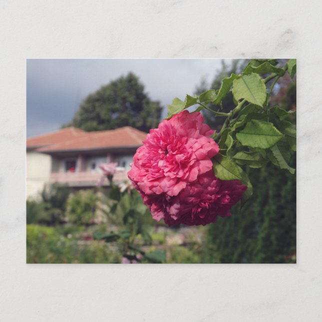 Sommarvykort Vykort (Framsida)