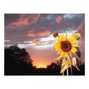 SOMMER SUNSET FOTOTRYCK