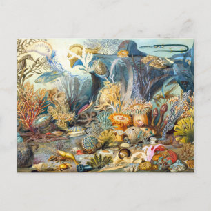 Sommerville Ocean Life vykort