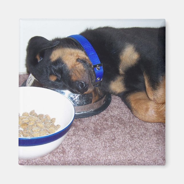 Sömnhuvudsruttweiler. Magnet (Framsidan)