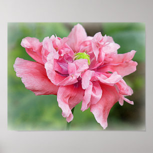 Somniferum Poppy Porträtt Poster