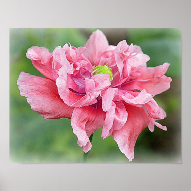 Somniferum Poppy Porträtt Poster (Framsidan)