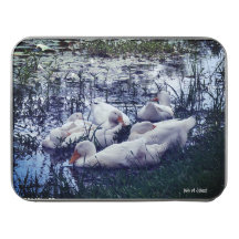 Sömnig Ankor Pond Animals