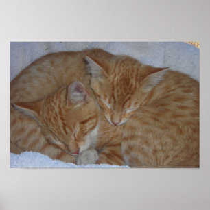 Sömnig avslappnade kattungar poster
