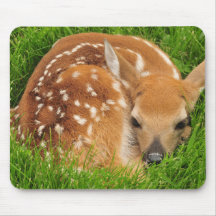 Sömnig Baby Fawn