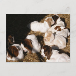 Sömnig Baby-getter Vykort