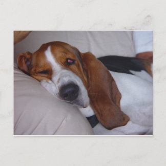 Sömnig Basset Hound Vykort