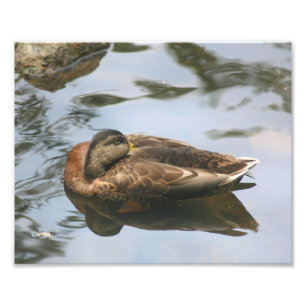 Sömnig Brown Mallard Anka 10x8 Natur Fototryck