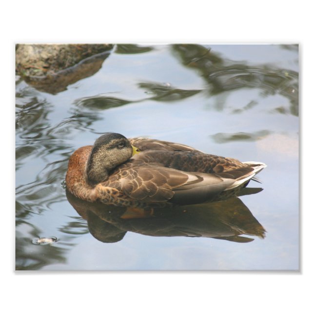 Sömnig Brown Mallard Anka 10x8 Natur Fototryck (Framsidan)