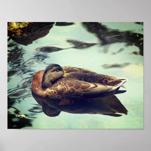 Sömnig Brown Mallard Anka Nature Poster (Framsidan)