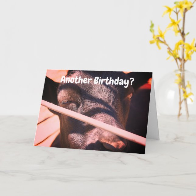 Sömnig Bull Humous Animal Birthday Kort (Gul blomma)