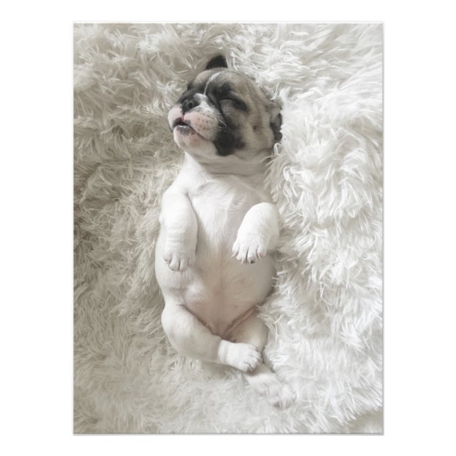 Sömnig Bulldog Puppy | Stor foto (Framsidan)