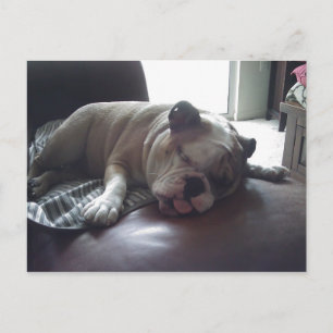 Sömnig bulldog vykort