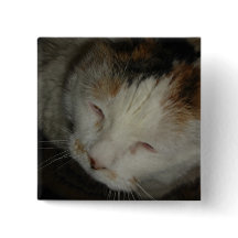 Sömnig Calico Cat