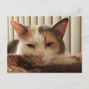 Sömnig Calico Cat Vykort