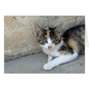 Sömnig Calico Kitten Hälsningskort