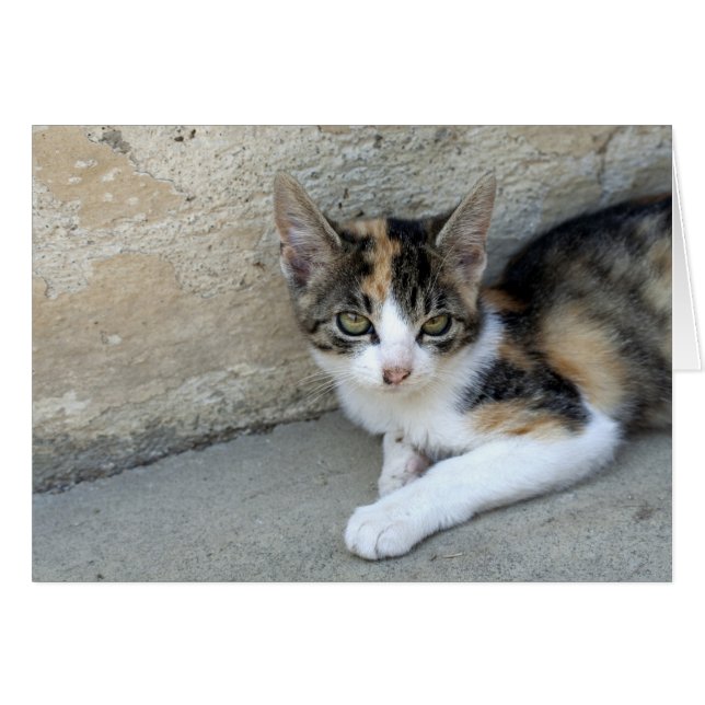 Sömnig Calico Kitten Hälsningskort (Framsidan Horizontal)