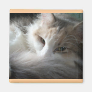 Sömnig Calico Magnet