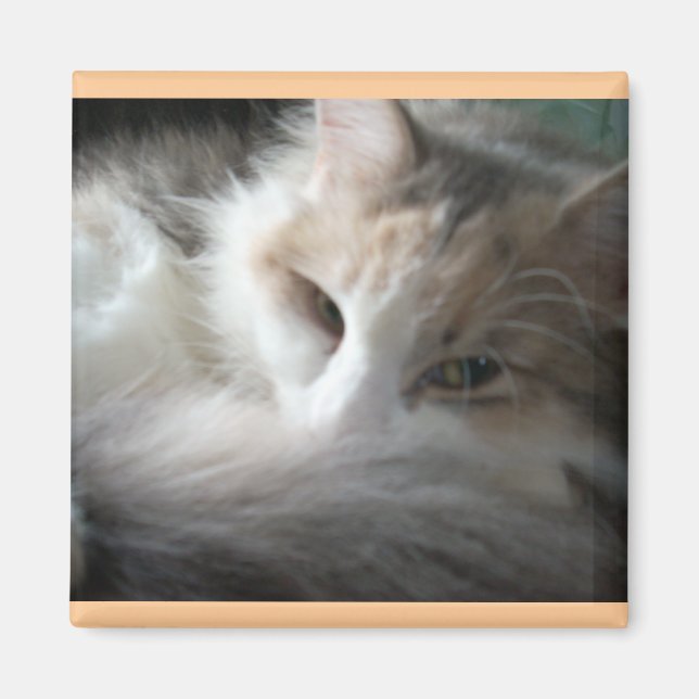 Sömnig Calico Magnet (Framsidan)