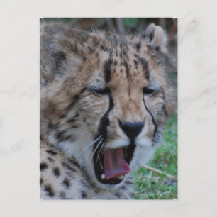 Sömnig Cheetah Unge Vykort