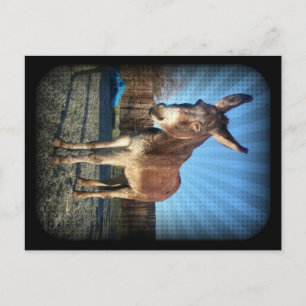 Sömnig Donkey Vykort