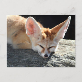 Sömnig Fennec Fox Vykort