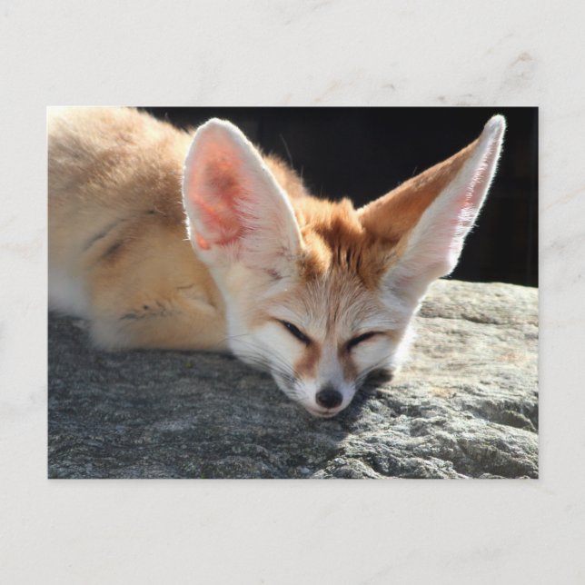 Sömnig Fennec Fox Vykort (Framsida)