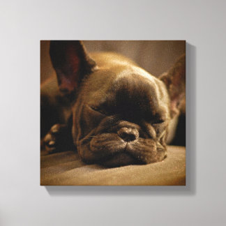 Sömnig Fransk Bulldog Canvastryck