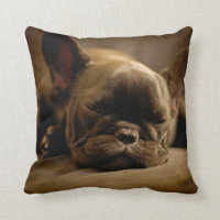 Sömnig fransk bulldogg