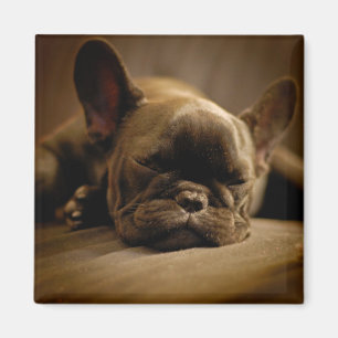 Sömnig fransk bulldogg magnet
