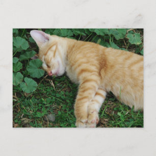 Sömnig Ginger Kitten Vykort