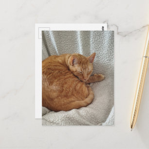 Sömnig Ginger Kitty Vykort